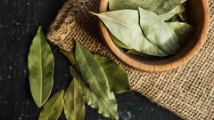 Bay Leaf in the Bathtub: Why You Should Use It and What Effects It Has