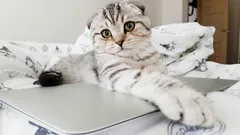 How to Stop Your Cat from Walking on the Kitchen Table: 5 Effective Methods