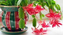 Easy tips to help your Christmas cactus burst into bloom this winter