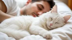 How Cats Decide Whom to Sleep With, and What Really Influences Their Choice