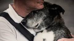 Will a dog remember its owner after years apart?