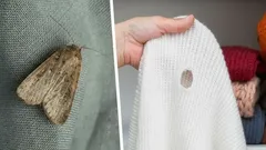 How to Quickly and Reliably Get Rid of Moths Using Only Natural Methods