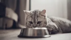 Do You Know How Many Water Bowls a Cat Needs—And Why You Shouldn’t Place Them Next to the Food Bowl?