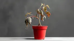 A Simple Home Remedy to Revive Wilting Plants: 3 Ingredients You Already Have in Your Kitchen