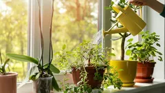 How Safe Is Your Tap Water for Houseplants?