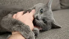 Hardly Anyone Knows This: What Cats Really Feel When You Pet Them for a Long Time