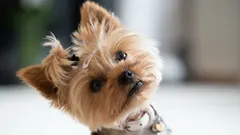 Why dogs tilt their head when you talk, according to trainers and science