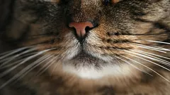 Why You Shouldn’t Touch a Cat’s Whiskers—and Why They Need Them: Everyone Should Know This