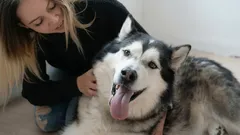 Where and How Should You Pet a Dog So It Enjoys It the Most?